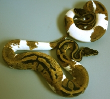 pied3