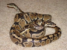 my bp's chillen in a knot