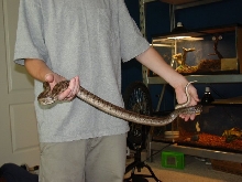 My new texas rat snake