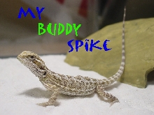 spike examining his new cage