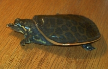 My Florida Softshell