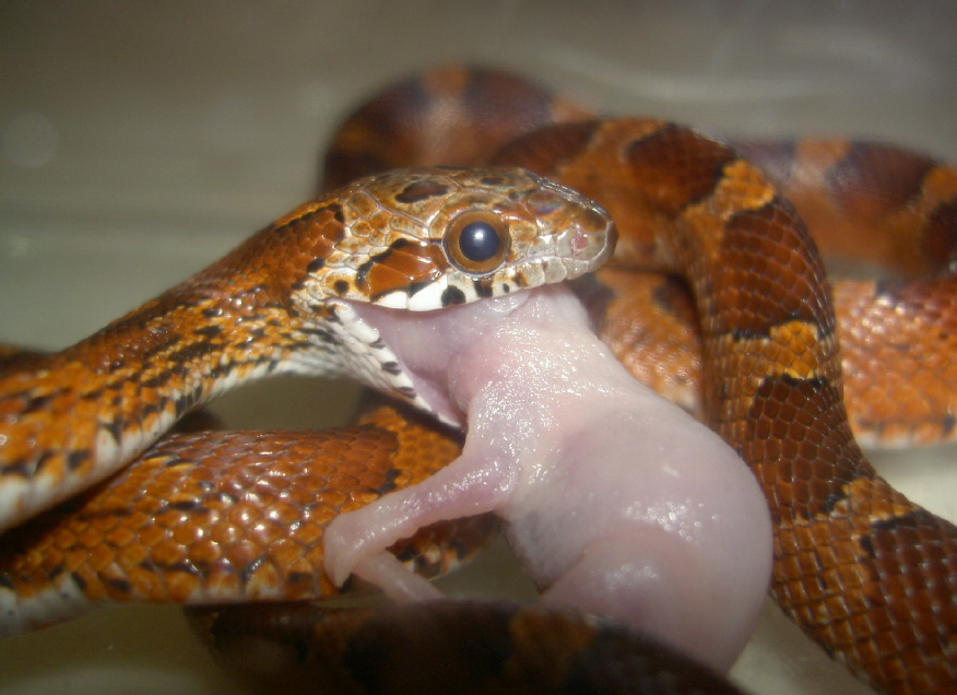 Bloodred eating