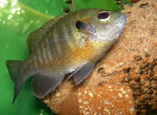Hybrid Bluegill