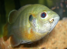 Hybrid Bluegill