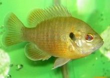 Hybrid Bluegill