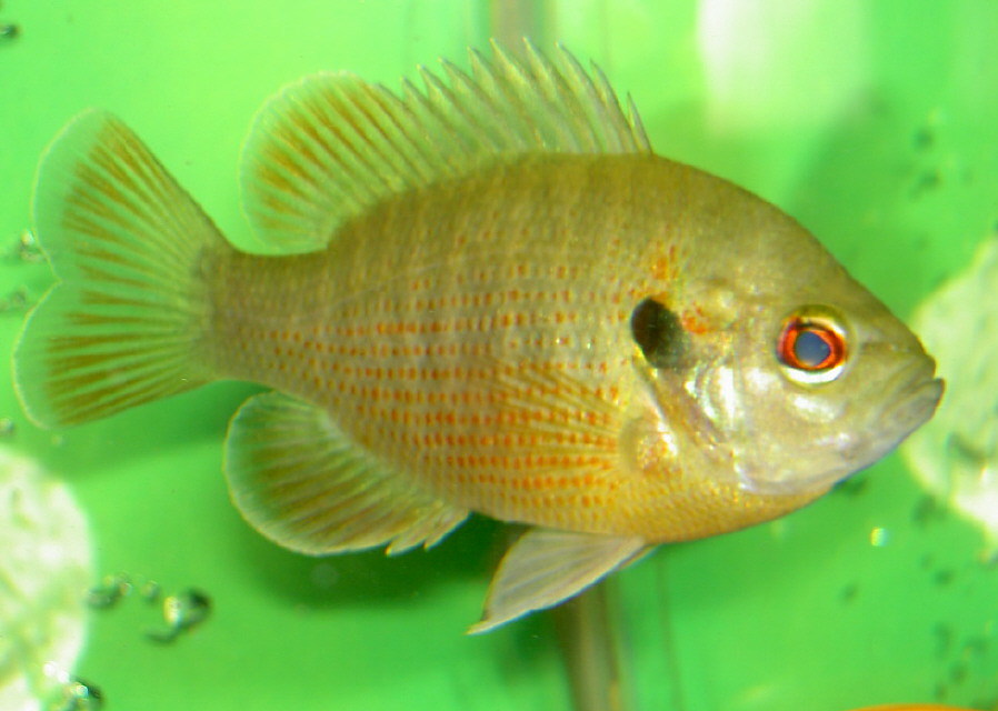 Hybrid Bluegill