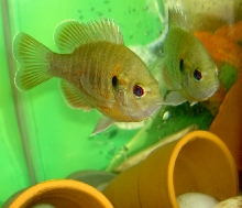 Hybrid Bluegill