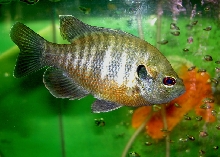 Hybrid Bluegill