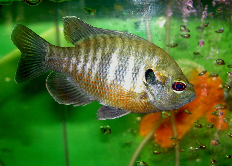 Hybrid Bluegill