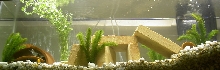 African tank