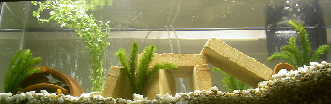 African tank
