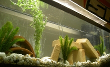 African tank