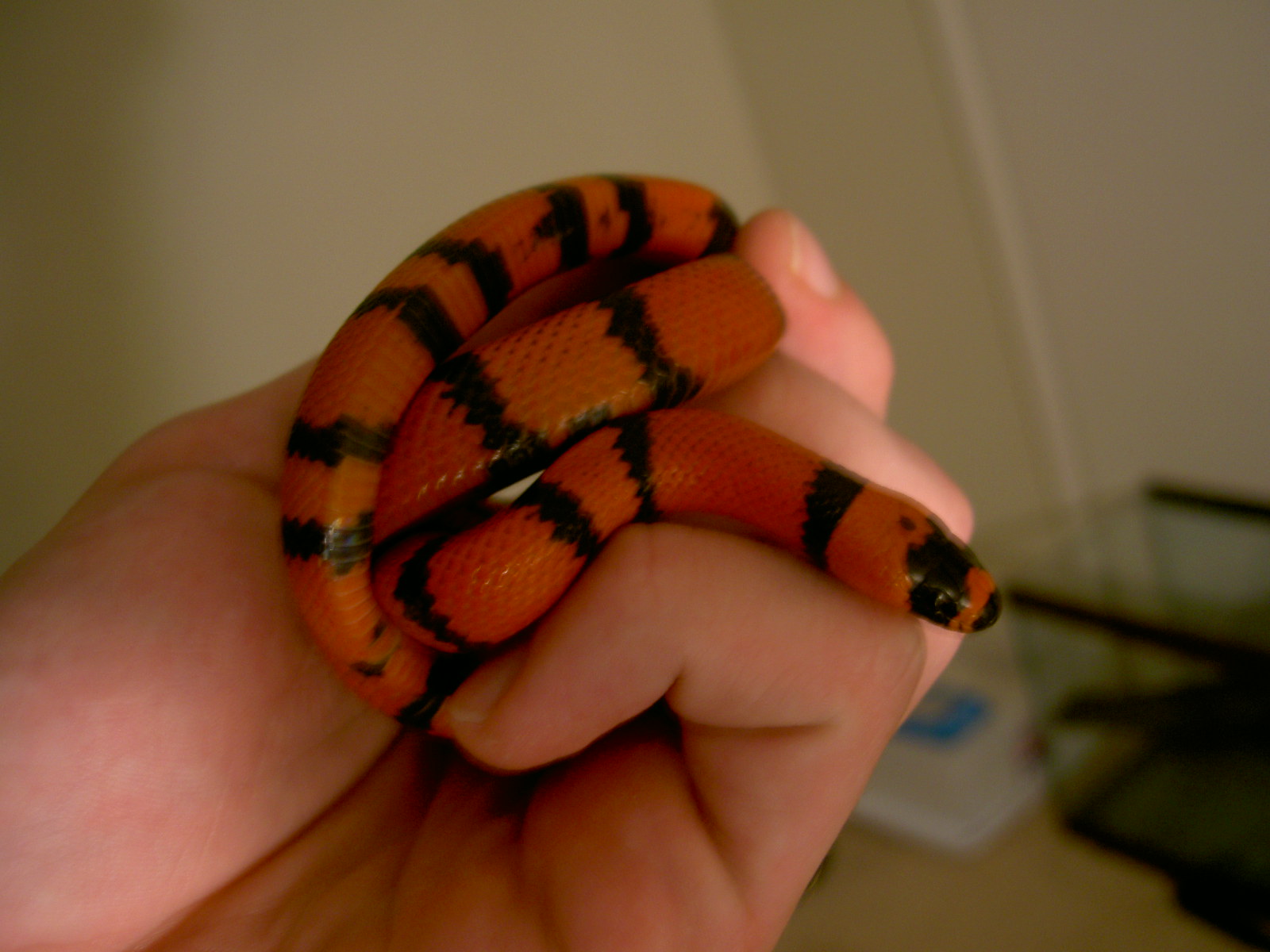 Tangerine Hondo