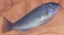 african cichlid