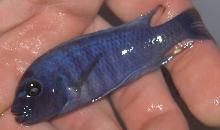 african cichlid