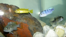 My new fish...