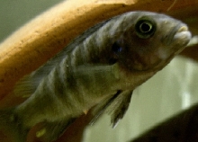 African Cichlid
