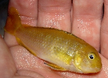 african cichlid
