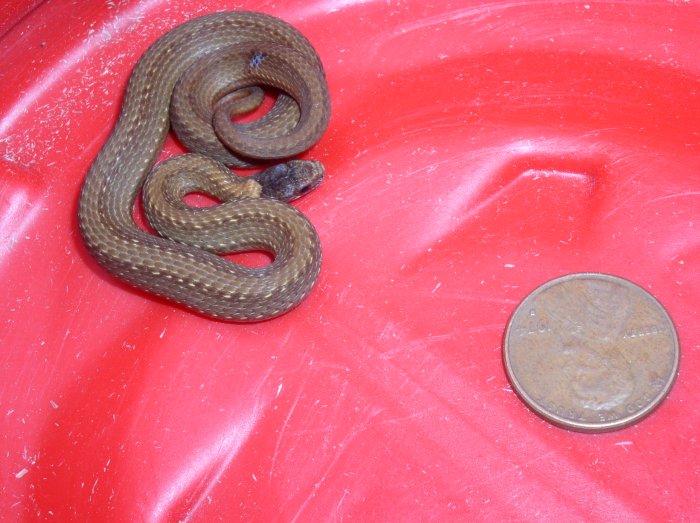 redbelly2