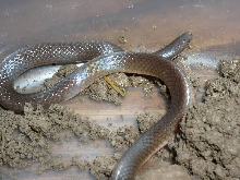 worm snake