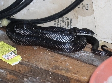 black rat
