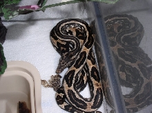 freshly shed