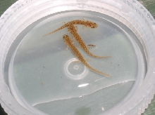 E. cirrigera larvae