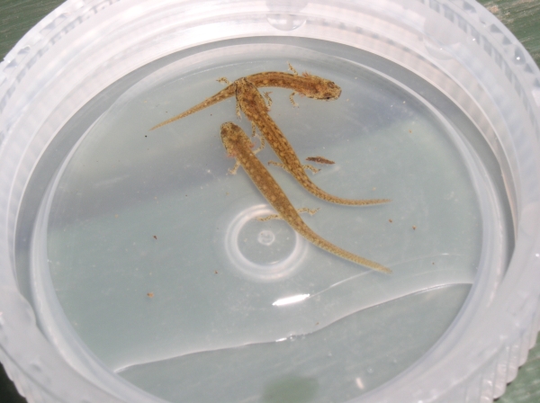 E. cirrigera larvae