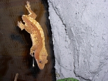 Penelope