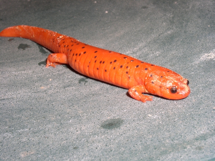 Pseudotriton montanus diastictus