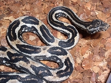 waigeo closeup