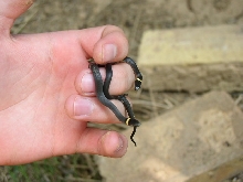 baby ringnecks 2