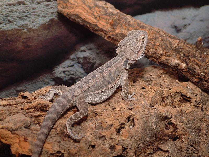 scars beardie
