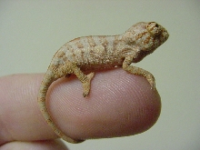 Pink (Ankaramy) newborn