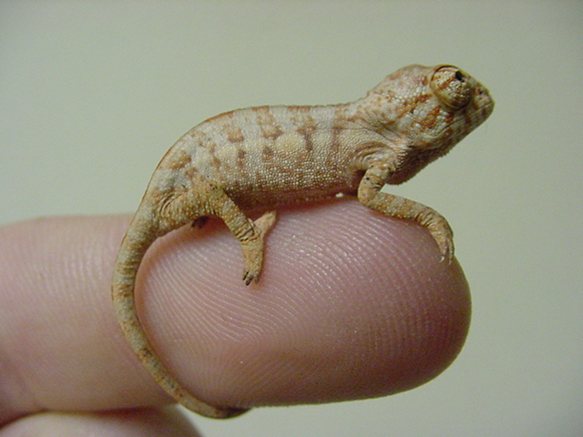 Pink (Ankaramy) newborn