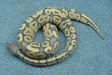 Hypo