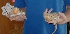 beardies