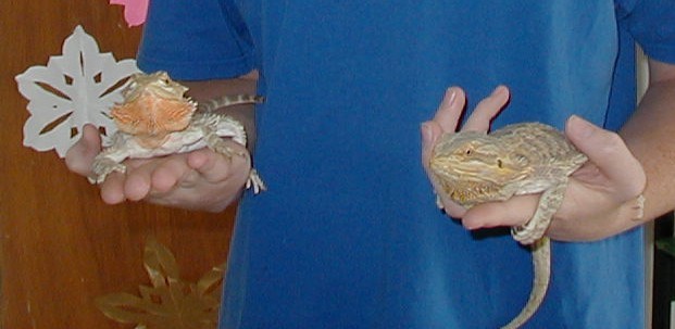 beardies