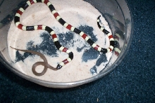 AZ. CORAL..piggin out on rough earth snake