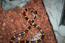 TX CORAL EATING MICE!
