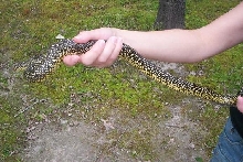 female speckled