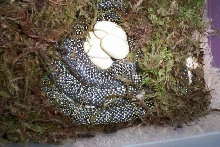 100%HET ALBINO SPECKLED KING