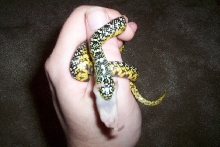 het albino speckled