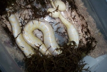 albino spek#2 layin