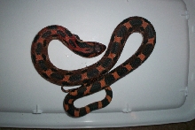 male orange phase easten hognose