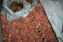 my rodent eating tx coral..