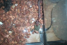lil red hed easten hog pounding big toad