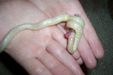 albino speck snacking.