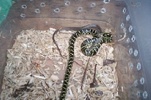 snake eating snake.