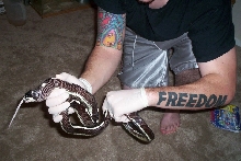 freedom feeder....